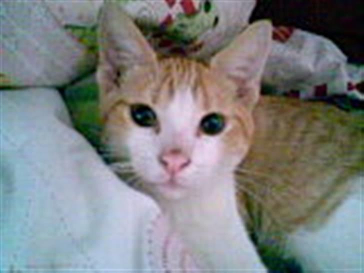 Blanding af racer Buster billede 5