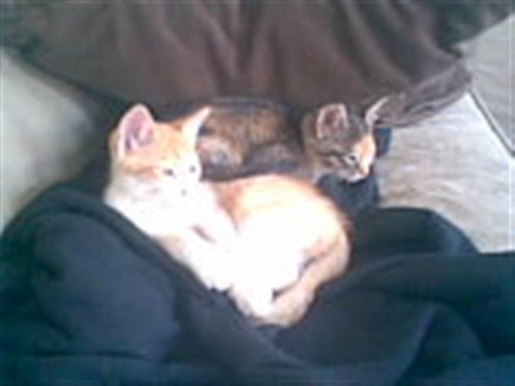 Blanding af racer Buster billede 6