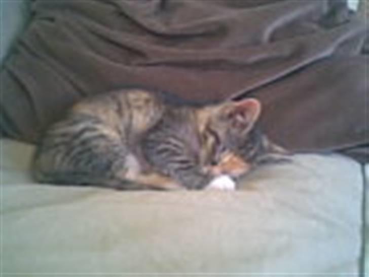 Blanding af racer Olga billede 1