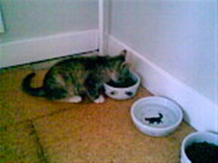 Blanding af racer Olga billede 2