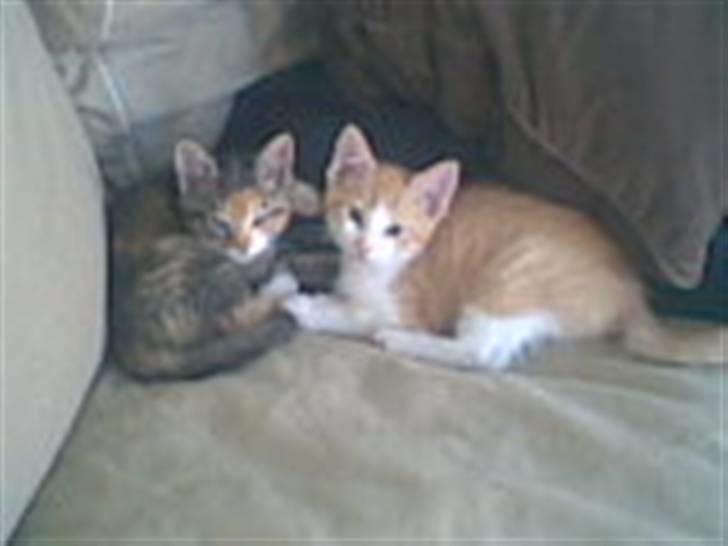 Blanding af racer Olga - det er hende til venstre billede 3