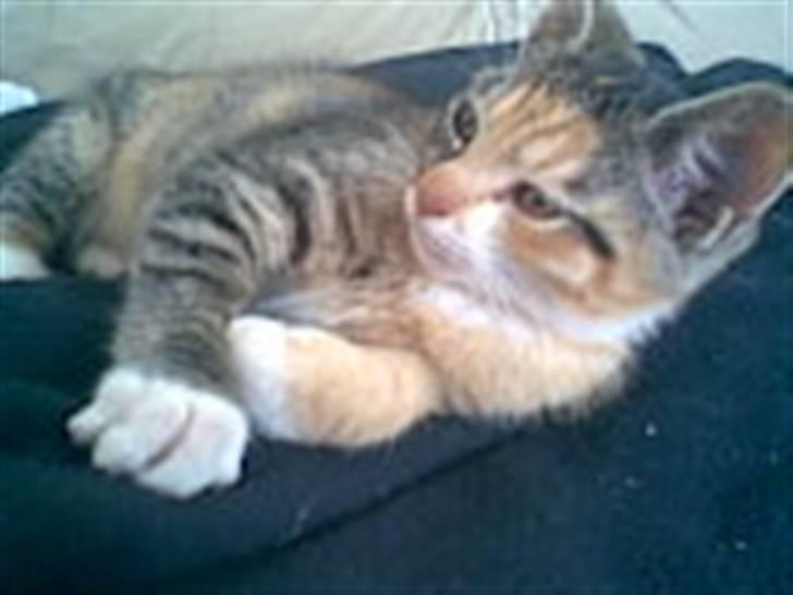 Blanding af racer Olga billede 4