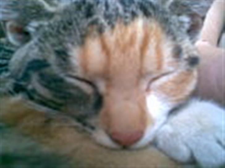 Blanding af racer Olga billede 5