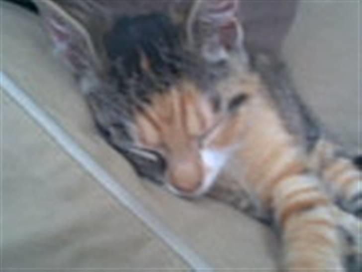 Blanding af racer Olga billede 6