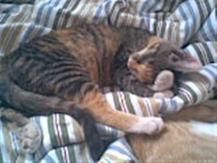 Blanding af racer Olga billede 7