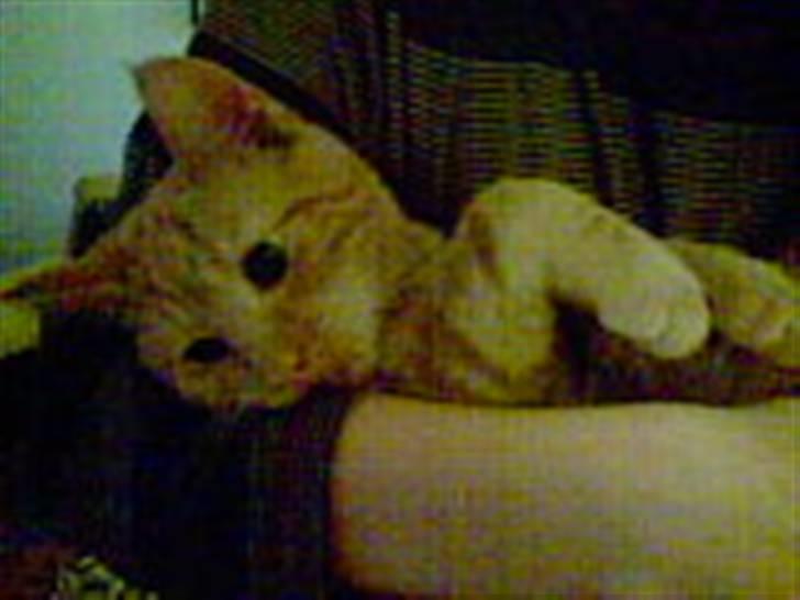 Blanding af racer Verner billede 1