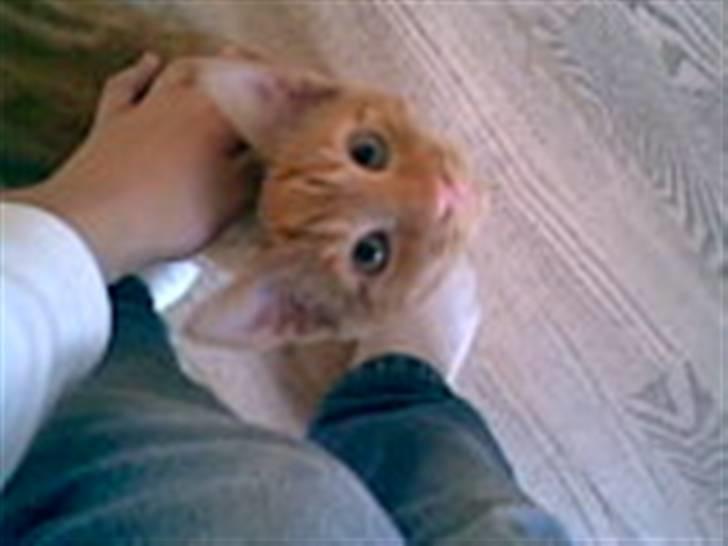 Blanding af racer Verner billede 2