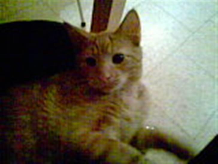 Blanding af racer Verner billede 3