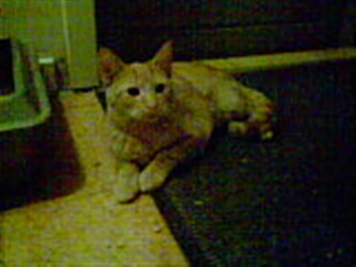 Blanding af racer Verner billede 4