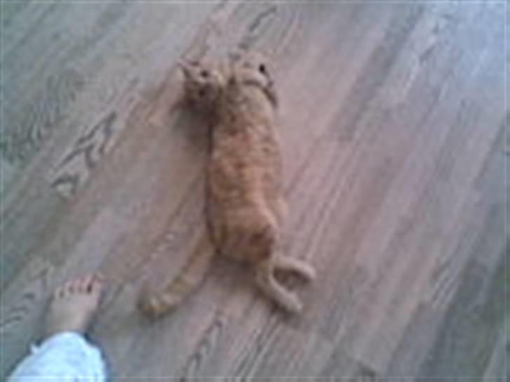 Blanding af racer Verner billede 5