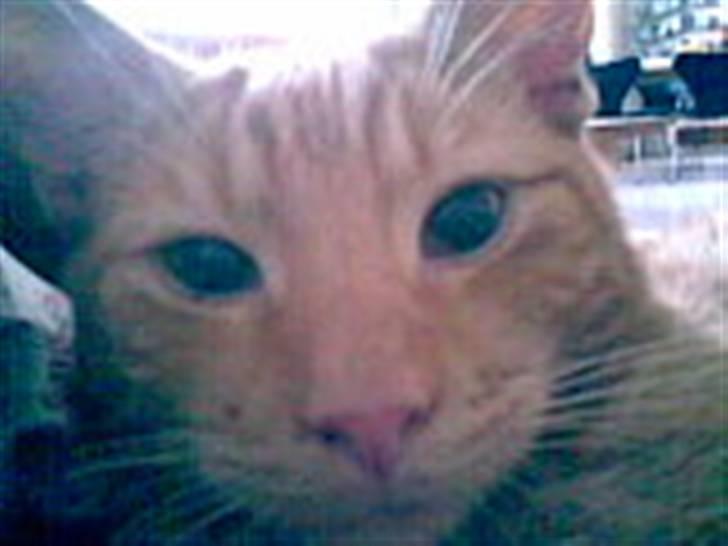 Blanding af racer Verner billede 6