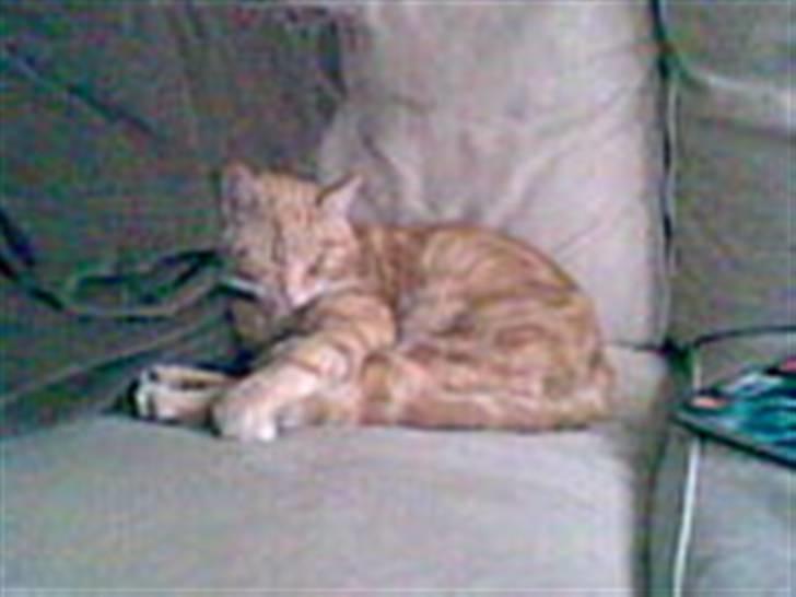 Blanding af racer Verner billede 7