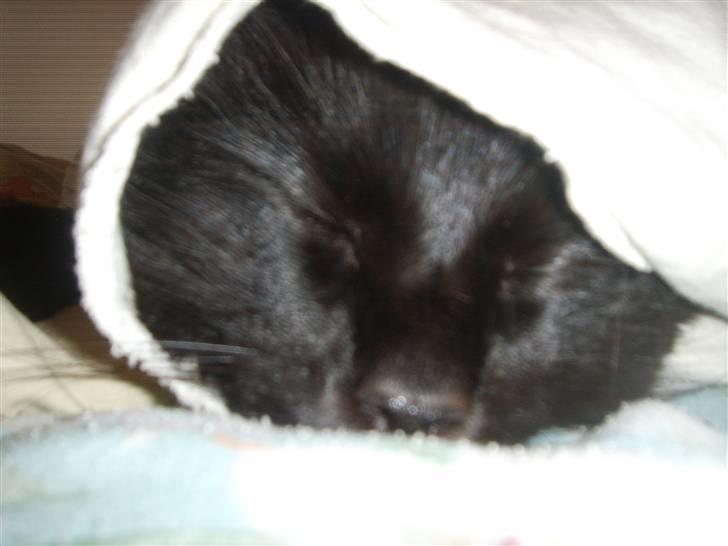 Norsk Skovkat Mufassa billede 7