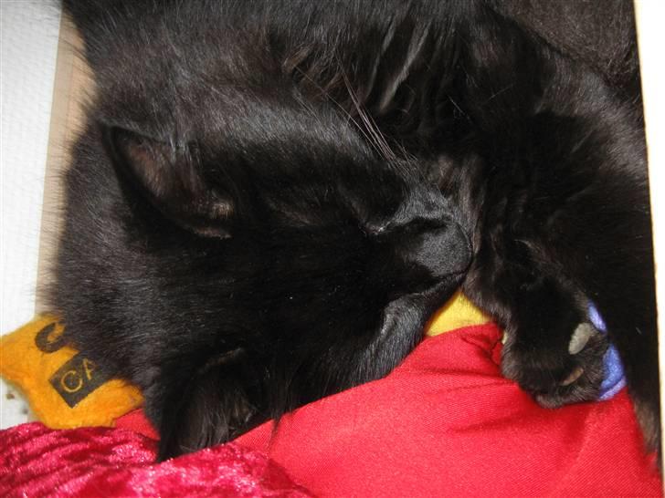 Norsk Skovkat Mufassa billede 8