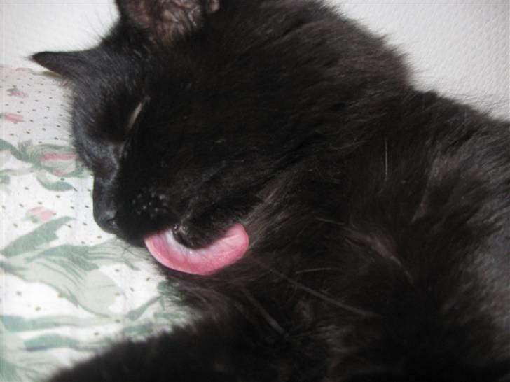 Norsk Skovkat Mufassa billede 9