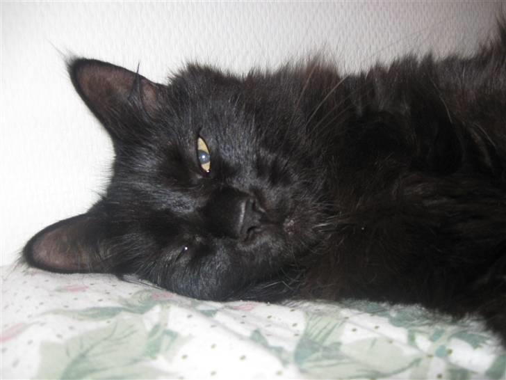 Norsk Skovkat Mufassa billede 10