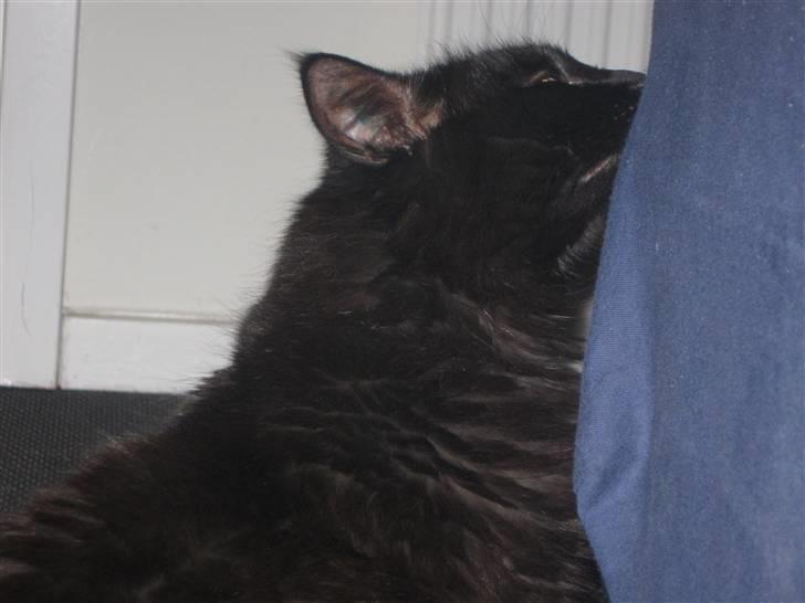 Norsk Skovkat Mufassa billede 11