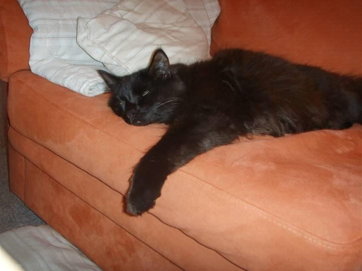 Norsk Skovkat Mufassa billede 12