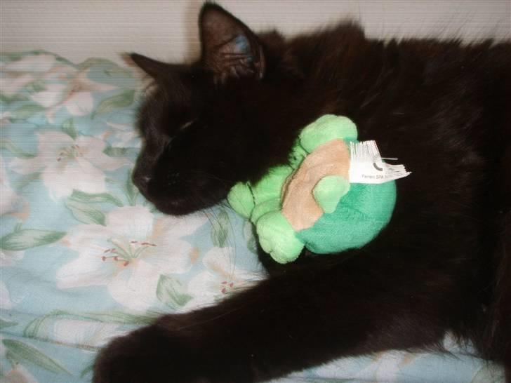 Norsk Skovkat Mufassa billede 13