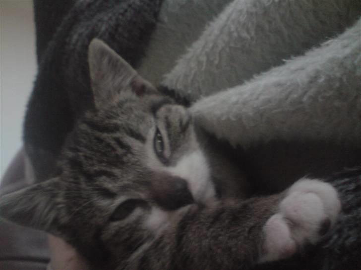 Huskat Nala Musen R.I.P billede 1