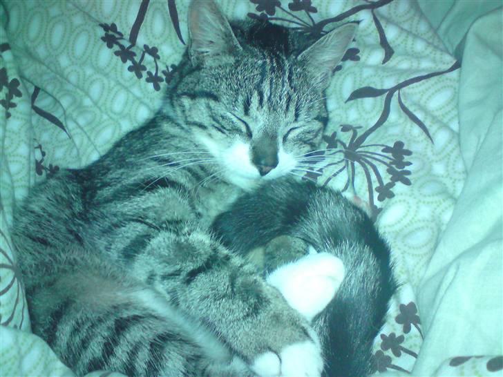 Huskat Nala Musen R.I.P billede 2