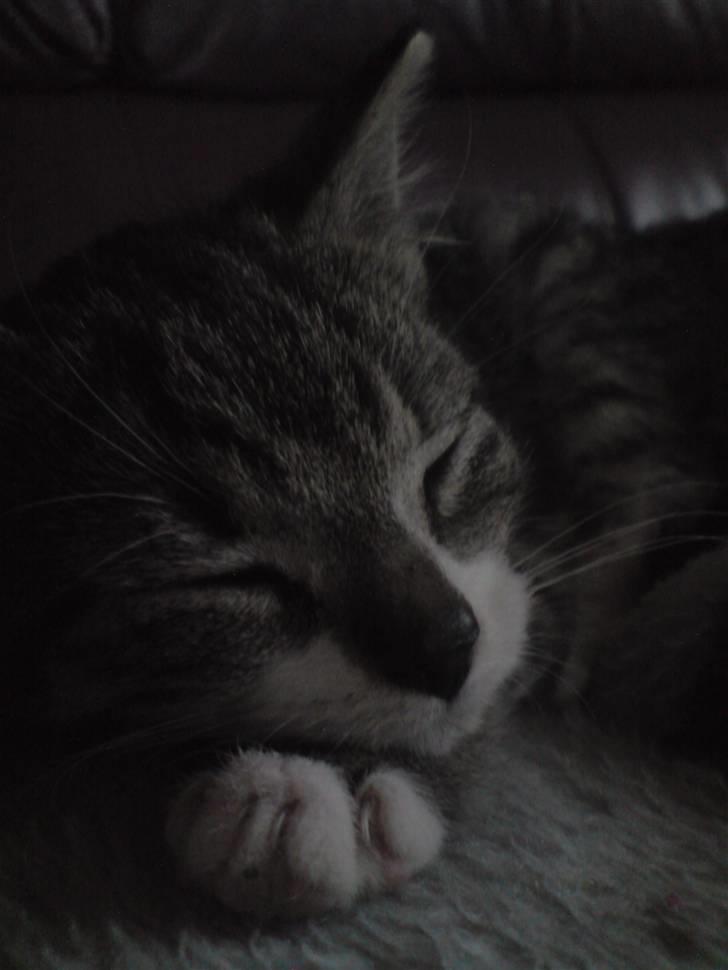 Huskat Nala Musen R.I.P billede 3