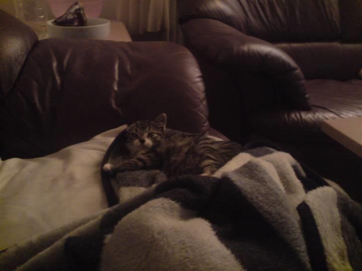 Huskat Nala Musen R.I.P billede 4