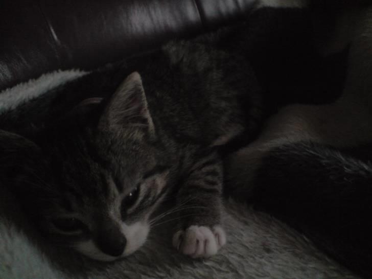 Huskat Nala Musen R.I.P billede 5