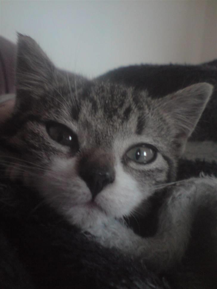 Huskat Nala Musen R.I.P billede 6