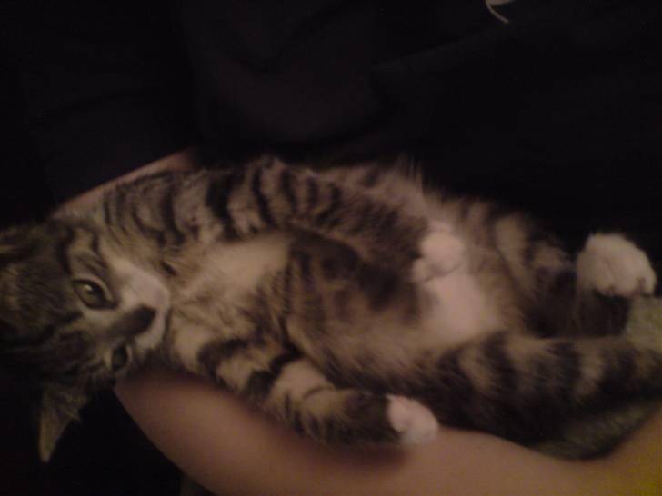 Huskat Nala Musen R.I.P billede 7