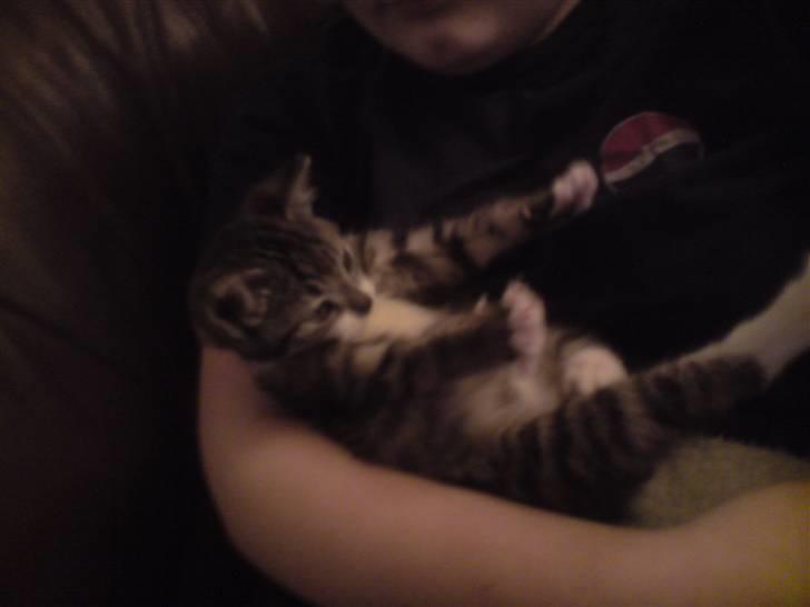 Huskat Nala Musen R.I.P billede 8