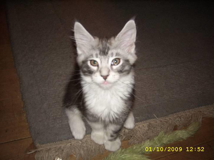 Maine Coon Jelly billede 1