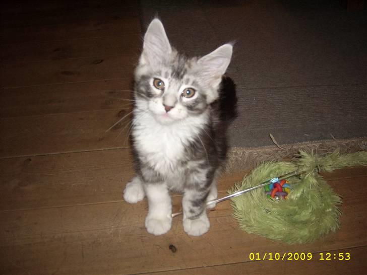 Maine Coon Jelly billede 2