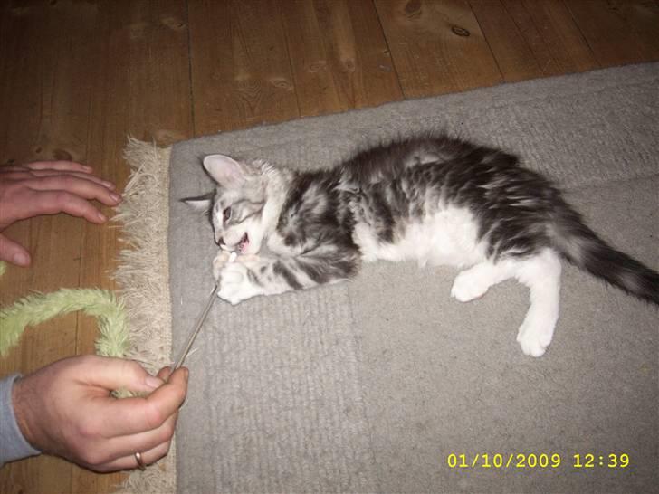 Maine Coon Jelly billede 3