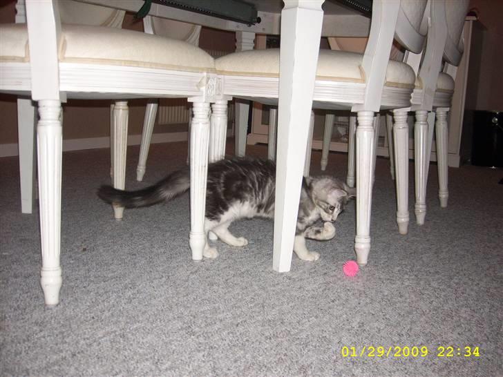 Maine Coon Jelly billede 4