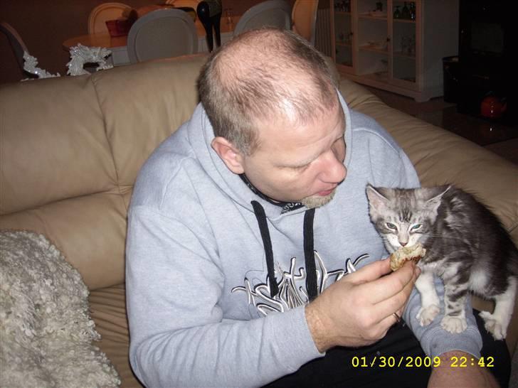 Maine Coon Jelly billede 5