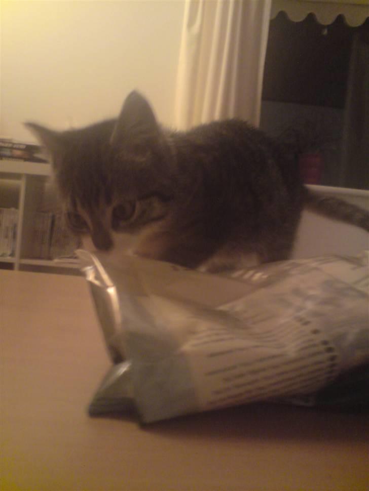 Huskat Nala Musen R.I.P billede 9