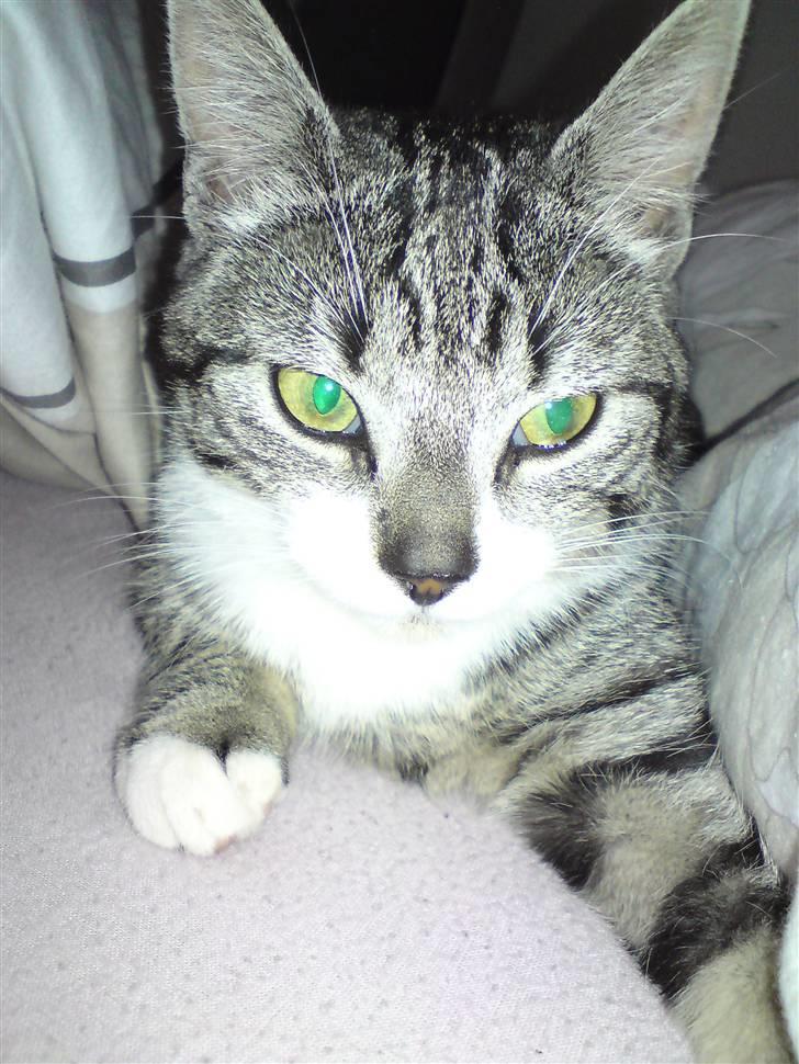 Huskat Nala Musen R.I.P billede 10