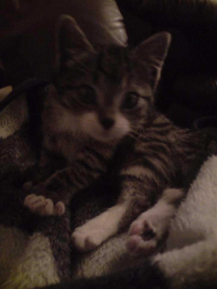 Huskat Nala Musen R.I.P billede 11