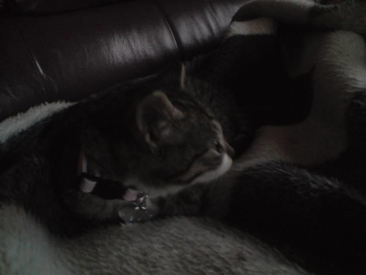 Huskat Nala Musen R.I.P billede 12