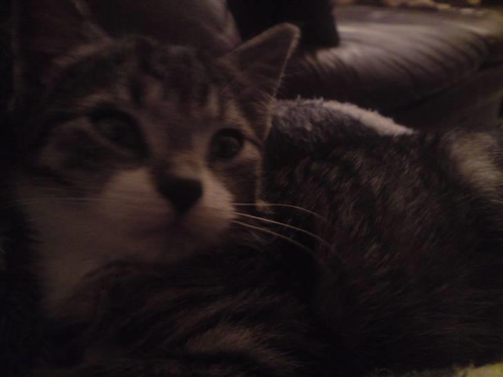 Huskat Nala Musen R.I.P billede 13