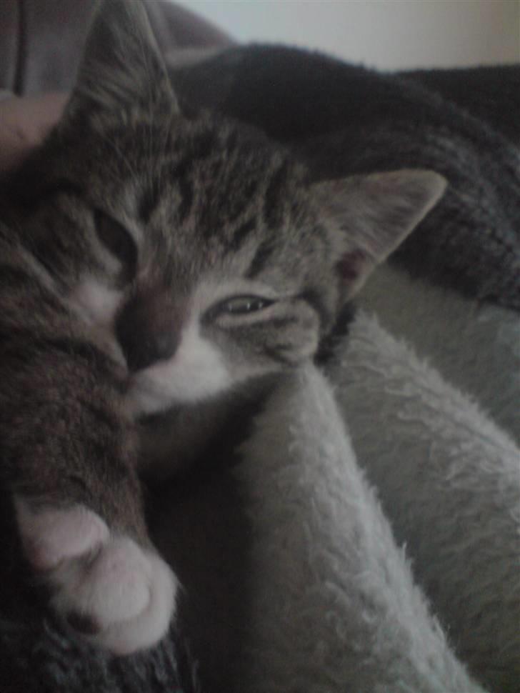 Huskat Nala Musen R.I.P billede 14