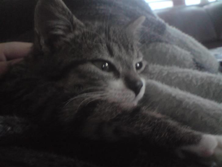 Huskat Nala Musen R.I.P billede 15