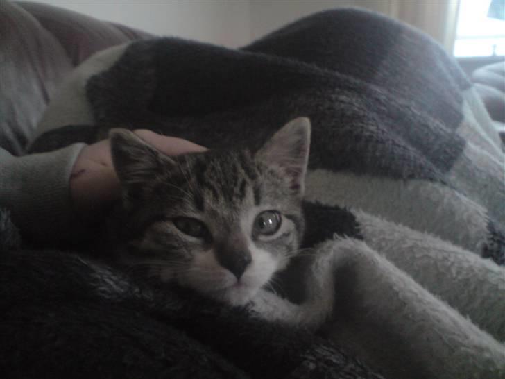 Huskat Nala Musen R.I.P billede 16