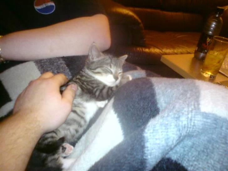 Huskat Nala Musen R.I.P billede 17