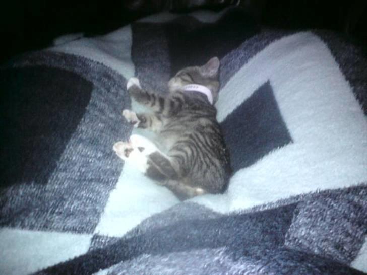 Huskat Nala Musen R.I.P billede 18