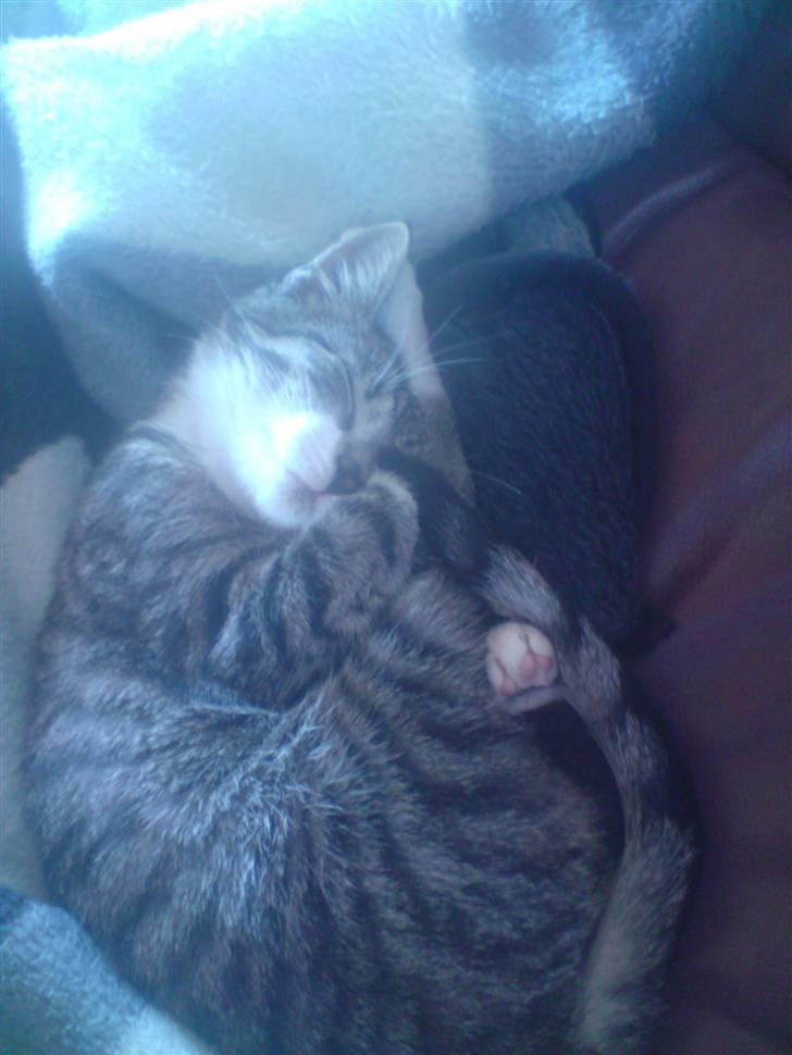 Huskat Nala Musen R.I.P billede 19