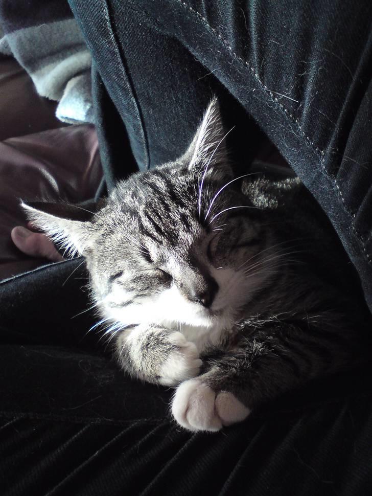 Huskat Nala Musen R.I.P billede 20