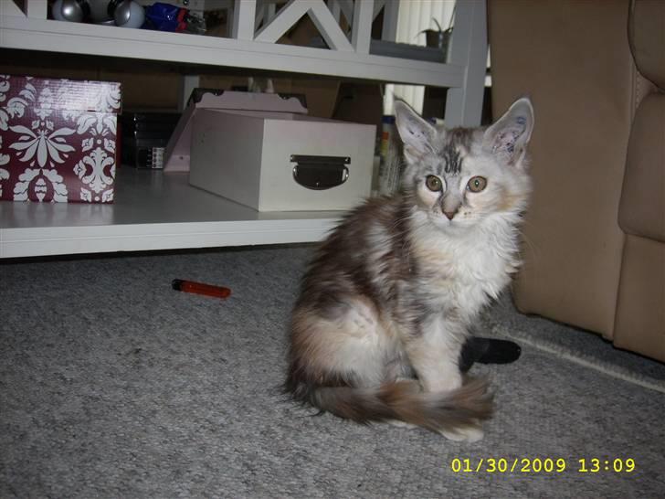 Maine Coon Toffie( Millemus) billede 1