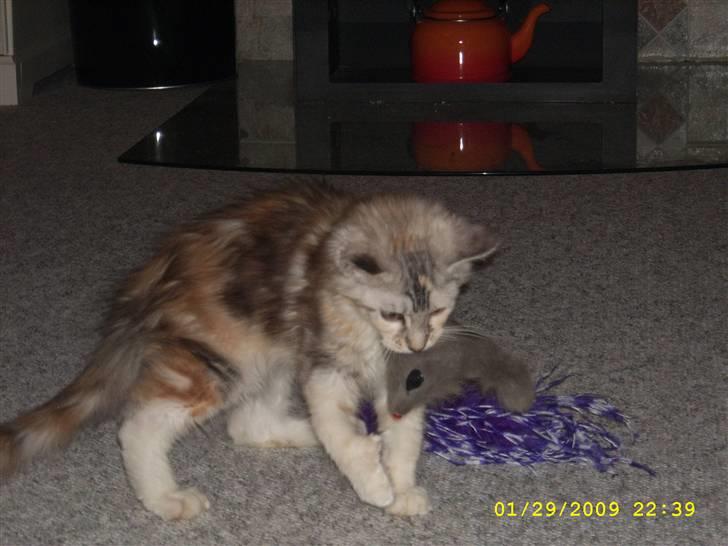 Maine Coon Toffie( Millemus) billede 2